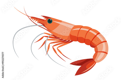 crayfish on a white background