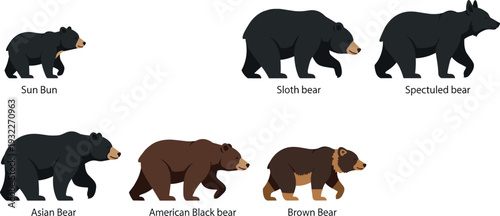 Different bear species collection including sun bear sloth bear and black bear wildlife vector illustration set
