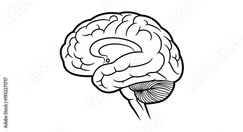 Black and White Line Art Illustration of Human Brain Anatomy