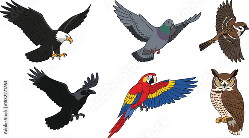 Set of hand drawn vector bird illustrations featuring bald eagle, pigeon, sparrow, black crow, scarlet macaw parrot and great horned owl isolated on white background