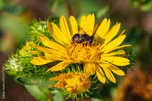 Honeybee on a Yellow Daisy