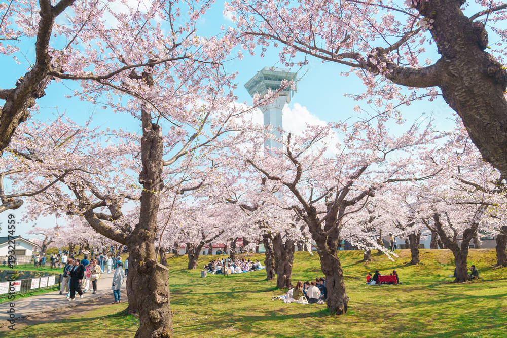 Fototapeta premium Tourists sightseeing and hanami in Sakura Cherry Blossom tree in Spring season. Goryokaku Tower park in Hakodate city, Hokkaido prefecture, Japan. famous Landmark, Japan Travel and Vacation