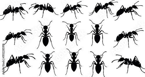 Black silhouette of ants collection, various insects positions, small garden pests, colony worker group,
