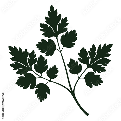 silhouette of chervil on white