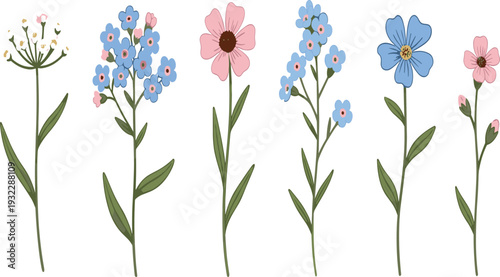 Delicate Wildflower Botanical Set with Forget Me Not Pink Cosmos and Blue Blooming Meadow Flowers for Natural Spring Floral Design.
