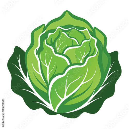 Tableau sur toile butterhead lettuce silhouette vector isolated