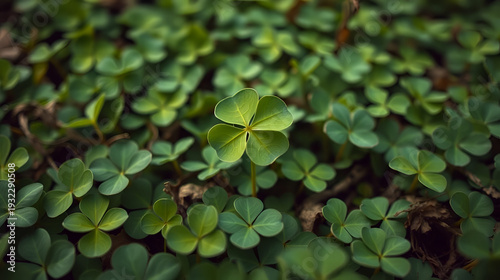 Good luck four leaf clover standing out from a field of clovers. Unique, rare, or special individual concept.