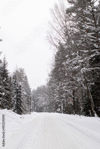 Snow covered road through forest in the Russian countryside. Peaceful winter landscape with tall pine trees and calm rural atmosphere.