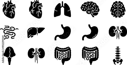 Comprehensive collection of human internal organs depicted as sleek black silhouette icons, ideal for educational, medical, and scientific illustration projects focusing on anatomy and physiology