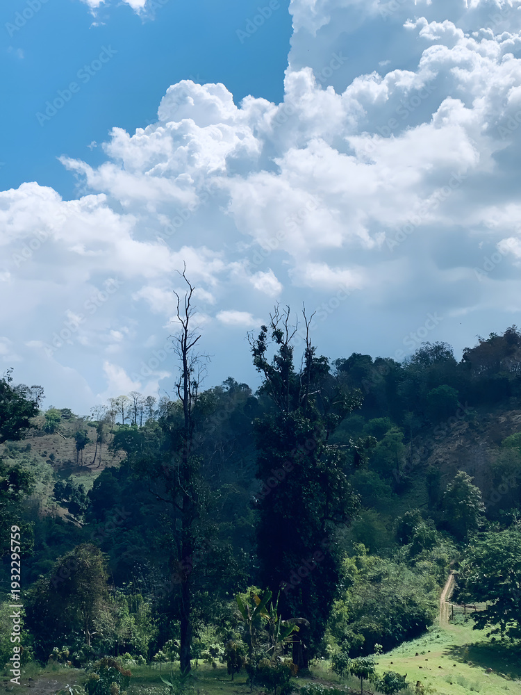 Obraz premium trees in the mountains