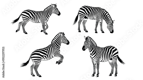 Black and White Zebra Illustrations Set: Walking, Grazing, Rearing, and Standing Poses