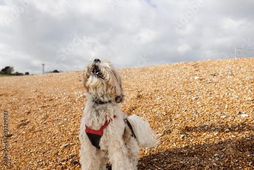 Foto Tibetan terrier waiting to catch ball on pebble beach