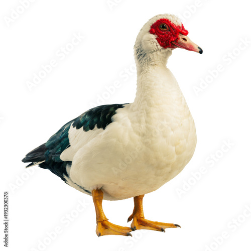 a pristine muscovy duck captured in profile against a transparent background, highlighting its unique red facial caruncles and predominantly white feathers with dark wing accents.