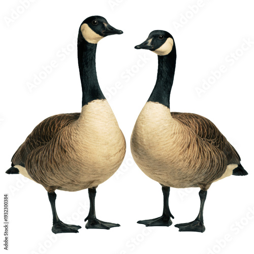 a pair of canada geese isolated on a transparent background, showcasing their characteristic black necks, white chinstraps, and detailed brown and buff plumage with sharp clarity.