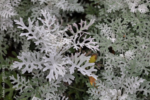 Obraz na plátne Detailed Silvery Leaves Form Soft Lacy Dusty Miller Patterns
