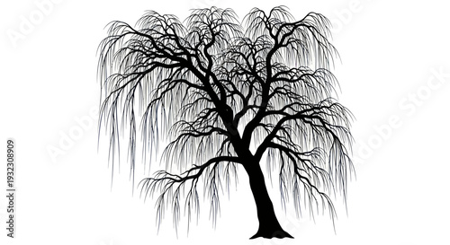 Weeping Willow Tree Silhouette - Black and White Artistic Illustration