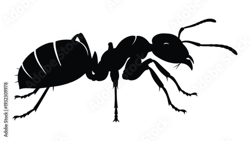 A black silhouette of an ant on a white background isolated on white background, Vector
