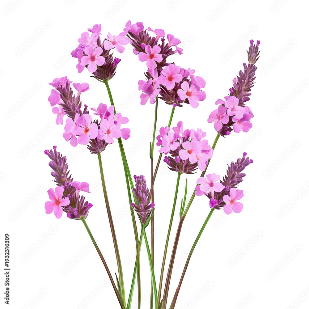 Obraz premium Pink and purple lavender flowers on green stems isolated on transparent background transparent background