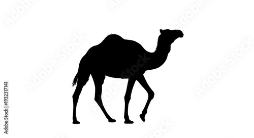 Camel Silhouette