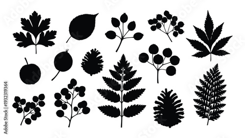 A collection of black silhouettes of various leaves and berries on a white background isolated on white background, Vector
