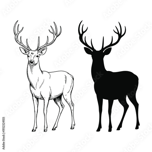 Detailed illustration of a majestic stag shown in both positive and negative space
