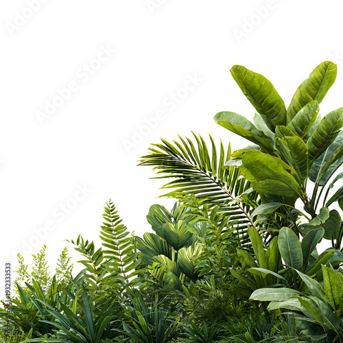Professional Lush Greenery with Various Tropical Plants for Creative Projects
