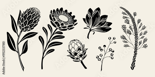 A collection of black and white botanical illustrations featuring protea flowers