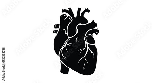 Anatomical illustration of a human heart in a stark black silhouette