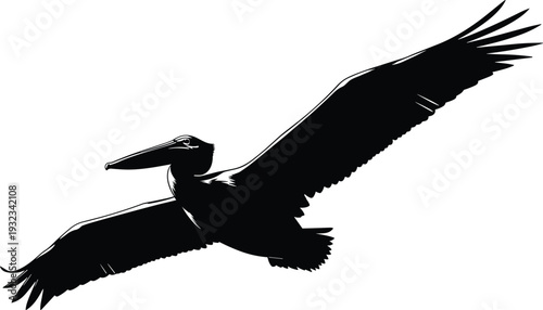 Pelican silhouette in flight with wings fully extended, detailed vector illustration highlighting large wingspan, long beak, feather details, dynamic bird anatomy, and wildlife design concept