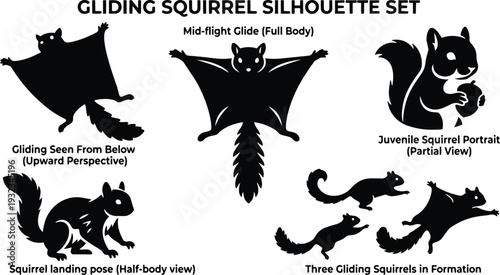 Minimalist vector silhouette sheet showing gliding squirrel poses top view and below perspective mid flight landing and juvenile portrait black icons on white flat design isolated