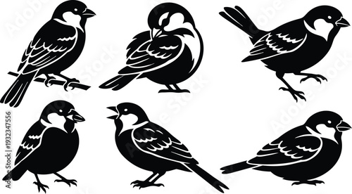 Minimalist vector art close up multiple sparrow silhouettes in varied poses perched standing and preening on white background black shapes clean lines detailed wing patterns contour