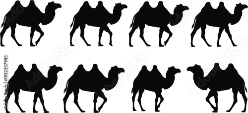 Collection of Bactrian camel silhouettes in walking poses, featuring two humps and varied leg positions, arranged on white background for design, education, and illustration purposes.