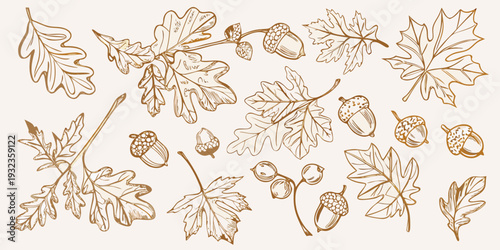 Vintage botanical illustration of oak leaves acorns and various foliage