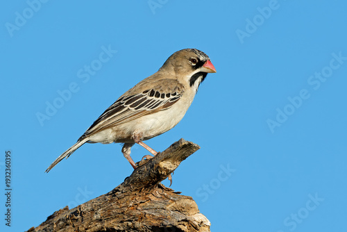 A small scaly-feathered weaver (Sporopipes squamifrons) perched on a branch, South Africa