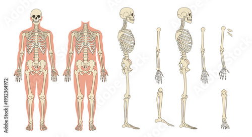 Detailed anatomical diagrams of the human skeletal system showing different views of the skull spine and limbs.