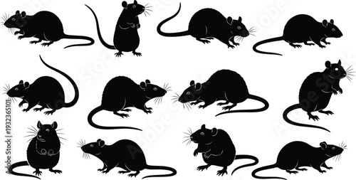 Collection of twelve black rat silhouette illustrations in varied poses and orientations, isolated on white background for design, education, anatomy, and artistic reference purposes