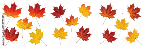 Photos Collection of Colorful Autumn Maple Leaves in Red and Orange Isolated on White B