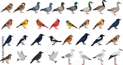 Cartoon bird illustration vector set with sparrows, pigeons, ducks, geese, robins, cardinals, crows, gulls, storks, colorful wildlife design