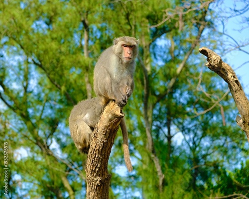 Photography Wild macaque monkey perched on a broken tree branch, looking down in a lush green forest under bright daylight