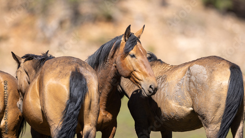 Obraz na plátně Herd of mud caked mustang buckskin bay wild horses near Black Canyon Lake in the