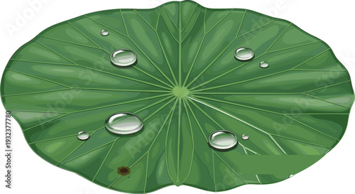 Lotus leaf illustration with water droplets on green foliage isolated on white background for spa wellness nature and botanical design