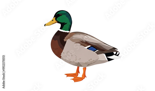 A colorful illustration of a mallard duck in a flat design style