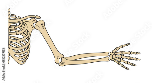 Human arm skeleton illustration, vector style graphic, medical anatomy, educational resource