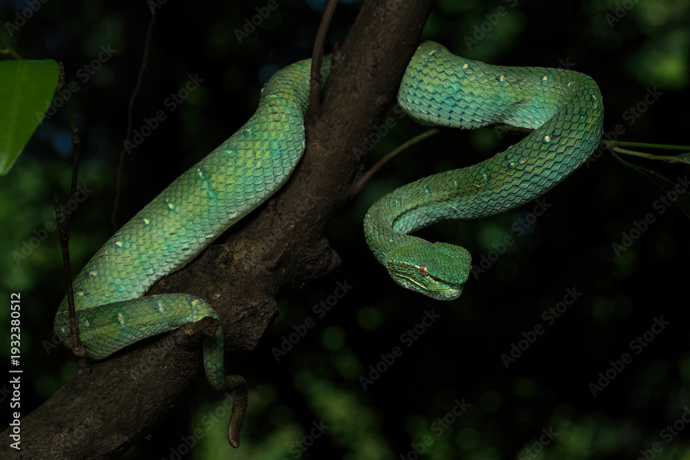 Obraz premium A Bornean Keeled Green Pit Viper (Tropidolaemus subannulatus) is a highly venomous and arboreal snake, in a rainforest in Indonesia.
