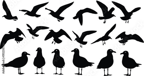 Black silhouettes of seagulls in flight and standing poses with wings in varied positions, perfect for wildlife, coastal, nature, and design projects