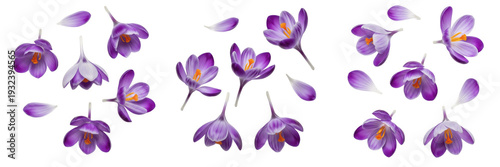 Konstfotografi Vibrant Purple Crocus Flowers Collection Isolated on a Pure White Background