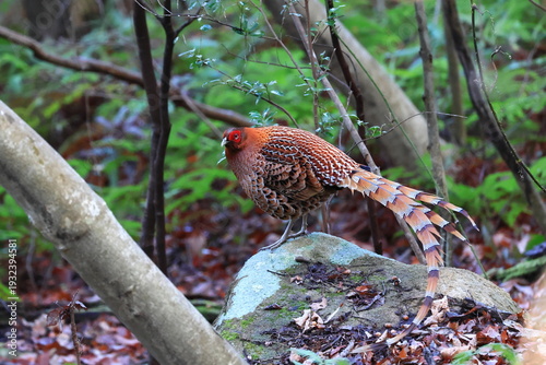 Copper Pheasant slowly descending from the rock of the watchtower