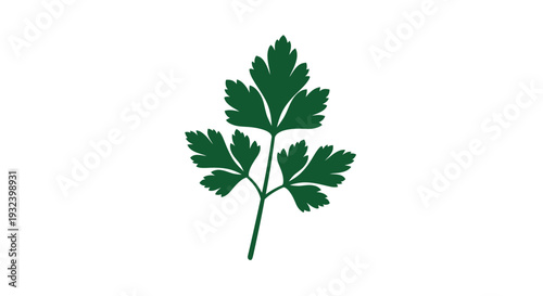 A single sprig of vibrant green parsley against a white background
