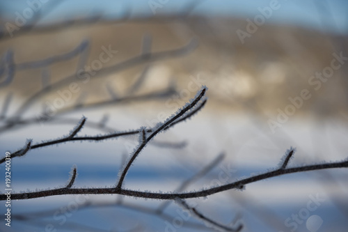 - 霜の結晶が描く静寂
