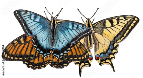 Wallpaper Mural Three colorful butterflies with blue orange and yellow wings on transparent background Torontodigital.ca